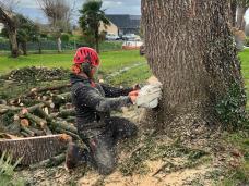 Op�ration d'�lagage r�alis�e par un professionnel dans un jardin